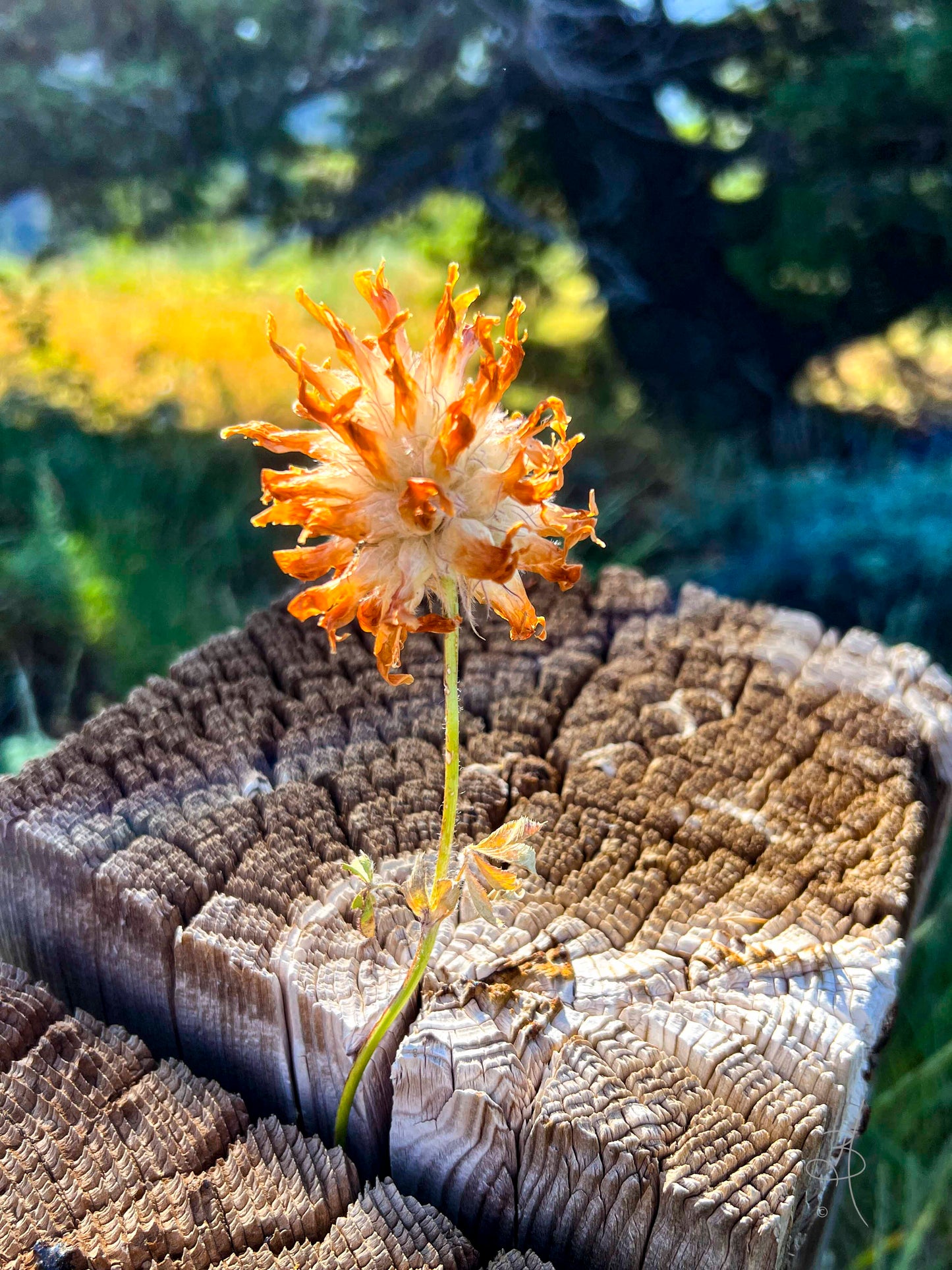 Life Finds a Way (1540)