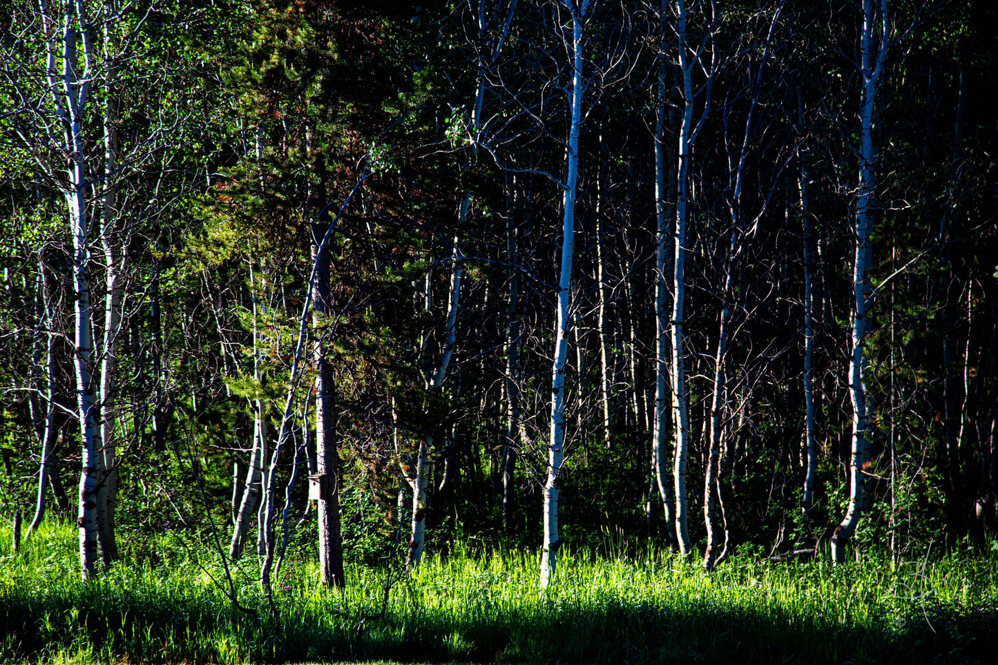Friendly Forrest (4352)