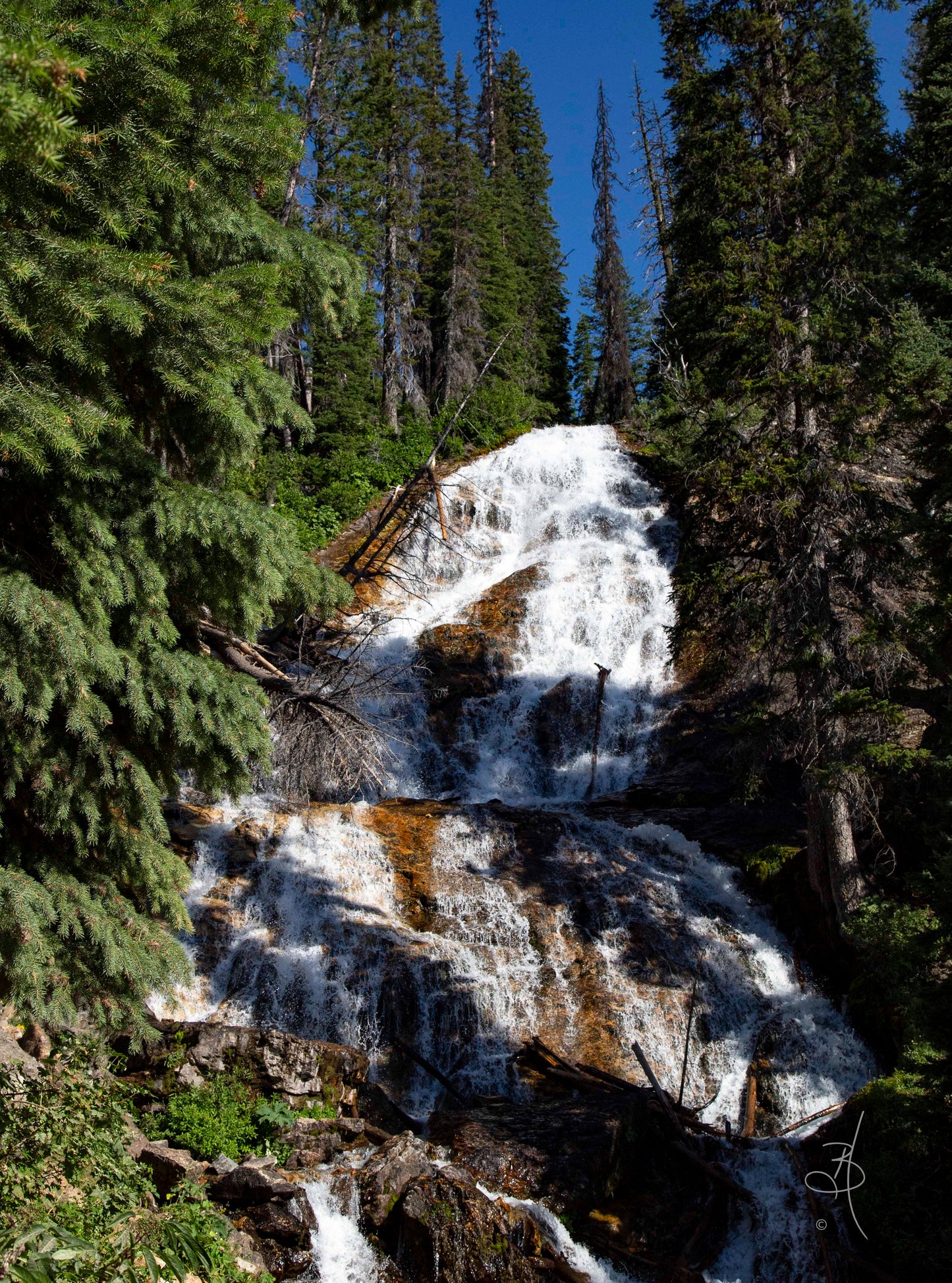 Montana Secret #1 (8511)