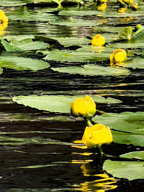 CDA Lake (9322)