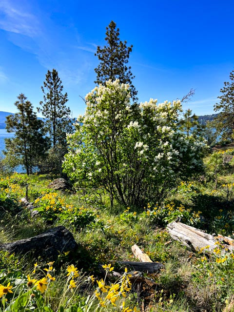 CDA Lake (0403)