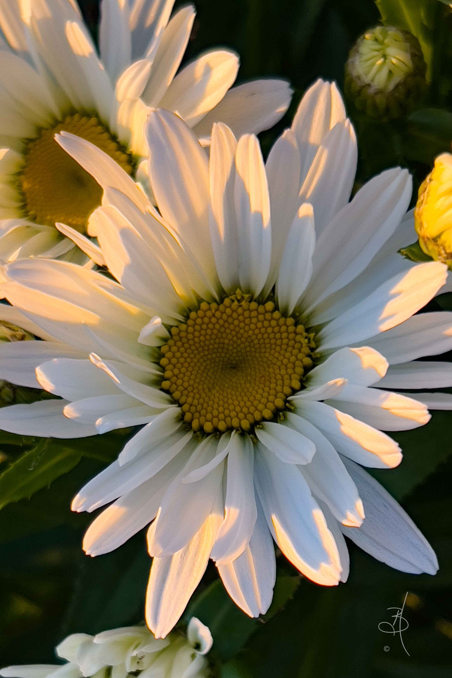 Sunshine Daisy (0978)