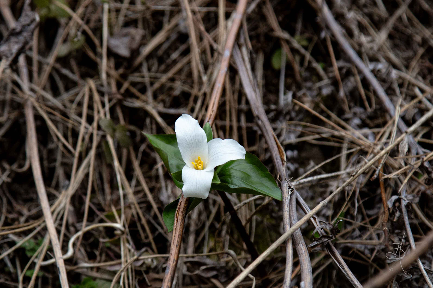 Wild Blossum (1466)