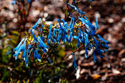 Blue Blossums (3607)
