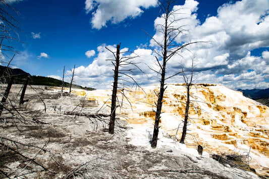 Yellowstone Ridge III (4063)