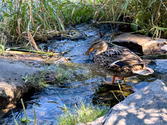 Manito Park (5280)
