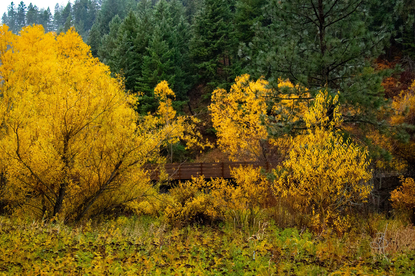 Autumn's Bridge (7812)