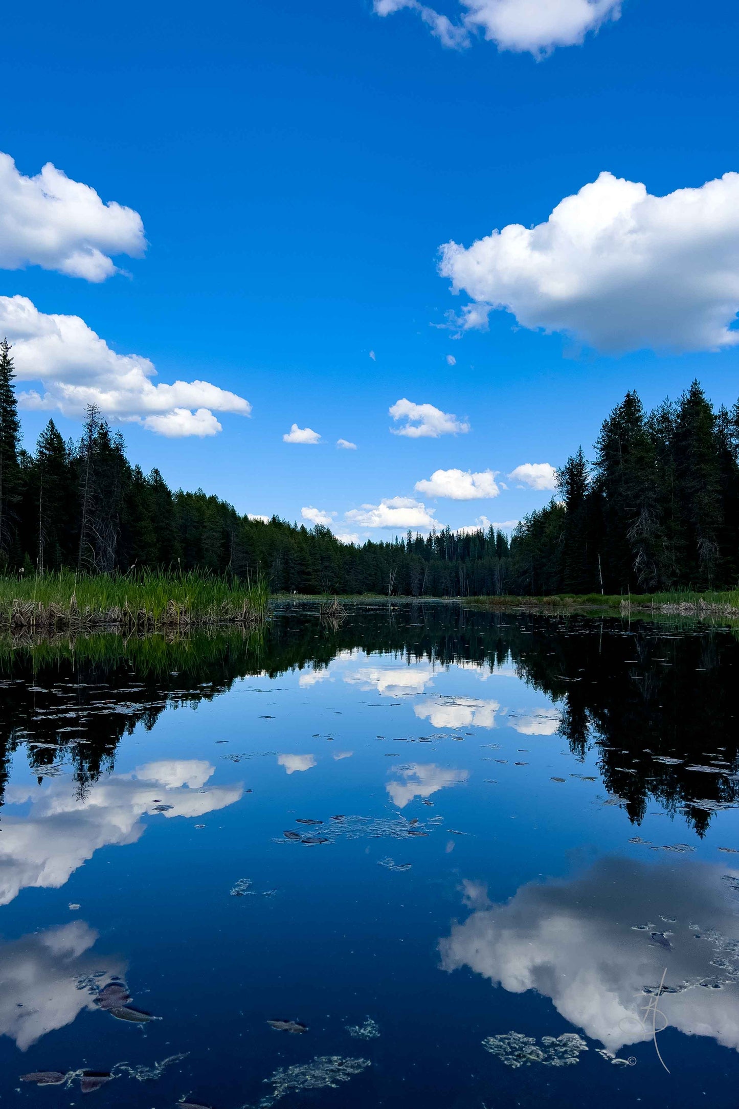 Moose Creek Reflections (9549)